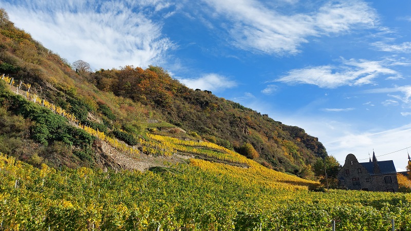 Weinberge von Oberhammerstein mit Burgmanshof und Burgruine